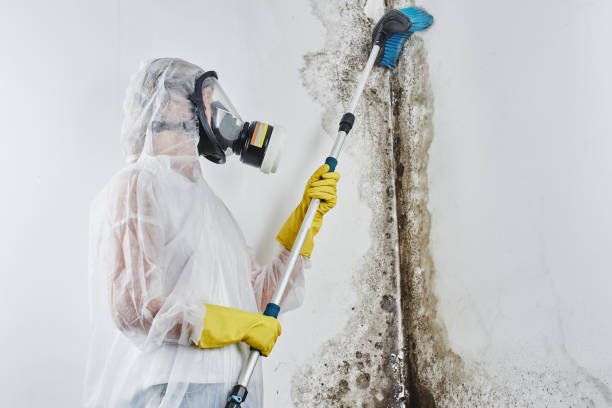 Certified Mold Removal in De Witt, NY