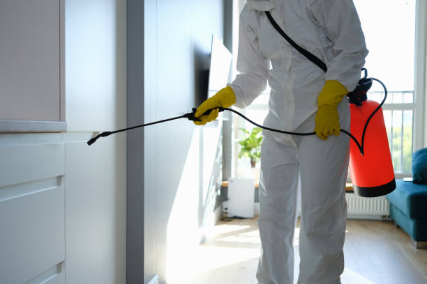 Best Local Mold Removal Service  in De Witt, NY