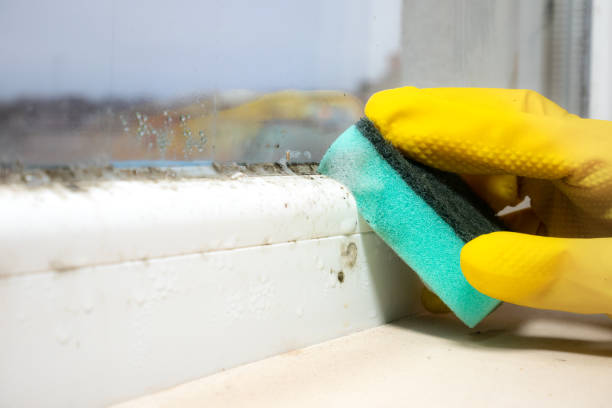 Best Local Mold Removal Service  in De Witt, NY