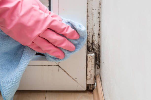 Office Mold Removal Services in De Witt, NY