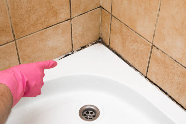 Professional Mold Removal in De Witt, NY